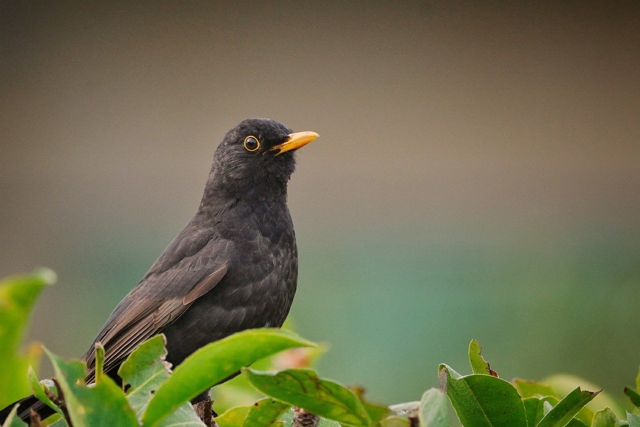 Amsel