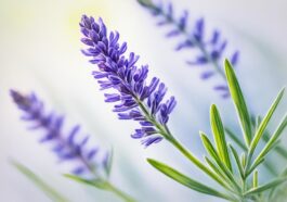 bewundernswerte Lavandula angustifolia