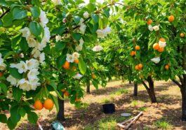 Obstbaumpflege für reiche Ernte