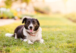 Hundeurin im Rasen - Tipps zur Rasenpflege