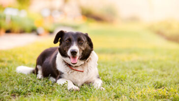 Hundeurin im Rasen - Tipps zur Rasenpflege