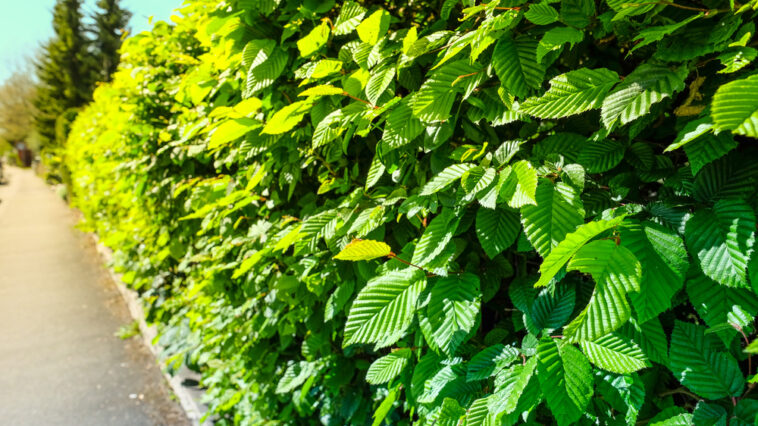 Fundierte Anleitung für das Buchenhecke pflanzen in der Schweiz: Standort, Pflanztechnik, Pflege, Grenzabstände, Vor- & Nachteile kompakt erklärt.