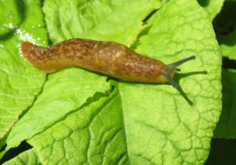 10 Pflanzen, die Schnecken nicht mögen – Natürlicher Schutz für den Garten