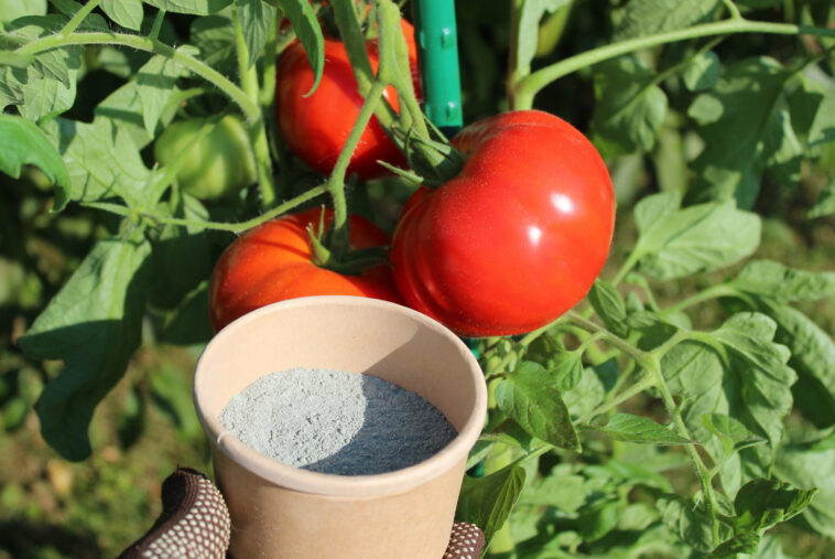 Dünger für Tomaten – Natürlicher oder Kunstdünger: Alles, was Sie wissen sollten