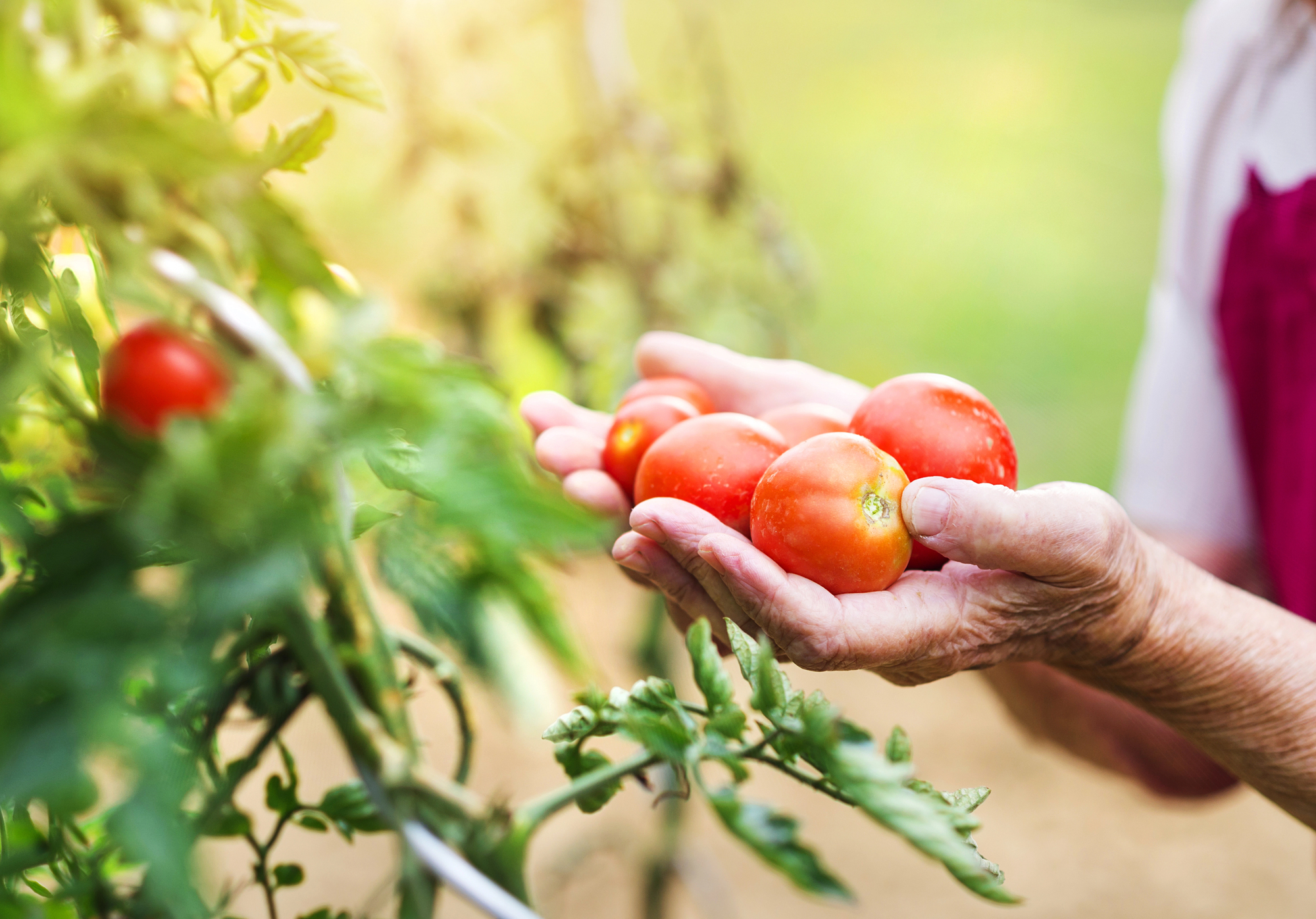 Dünger für Tomaten – Natürlicher oder Kunstdünger: Alles, was Sie wissen sollten