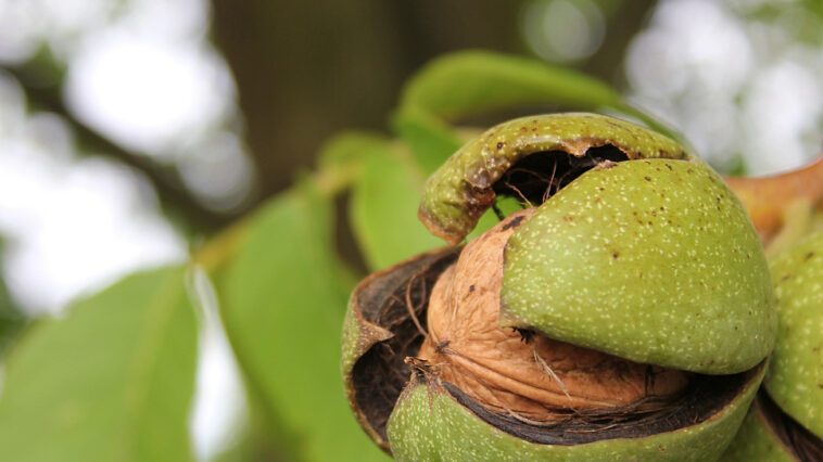 Walnuss- und Haselnussbäume im Hausgarten – Auswahl, Pflanzung und Ernte leicht gemacht