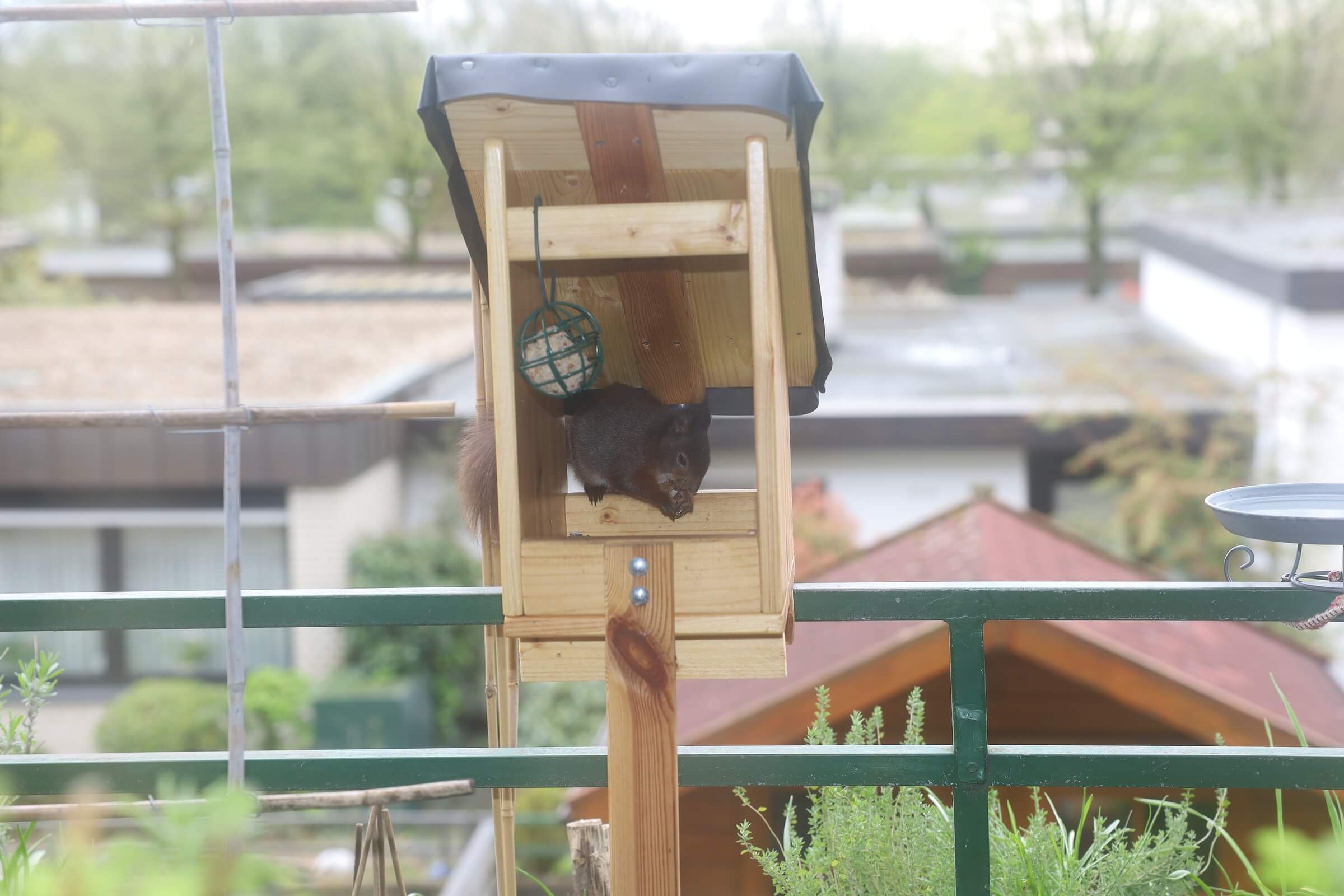 Eichhörnchen in den Garten locken