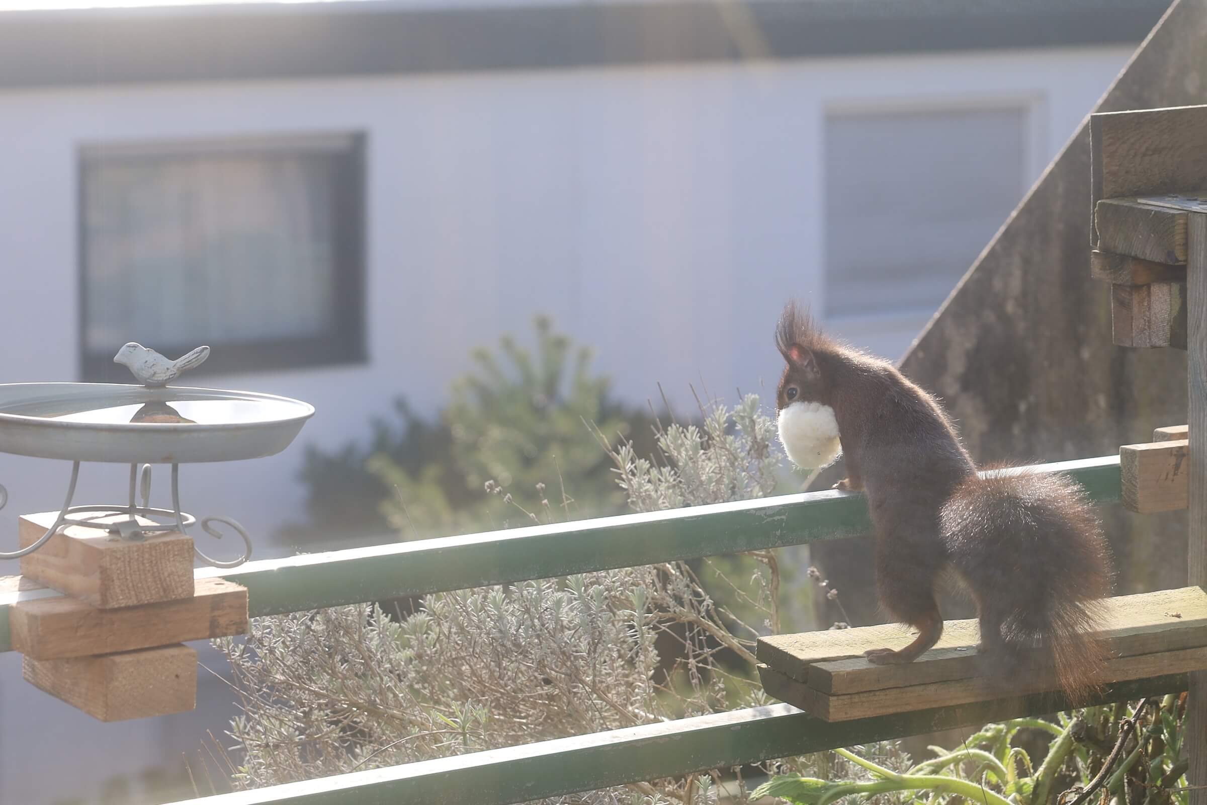 Eichhörnchen in den Garten locken