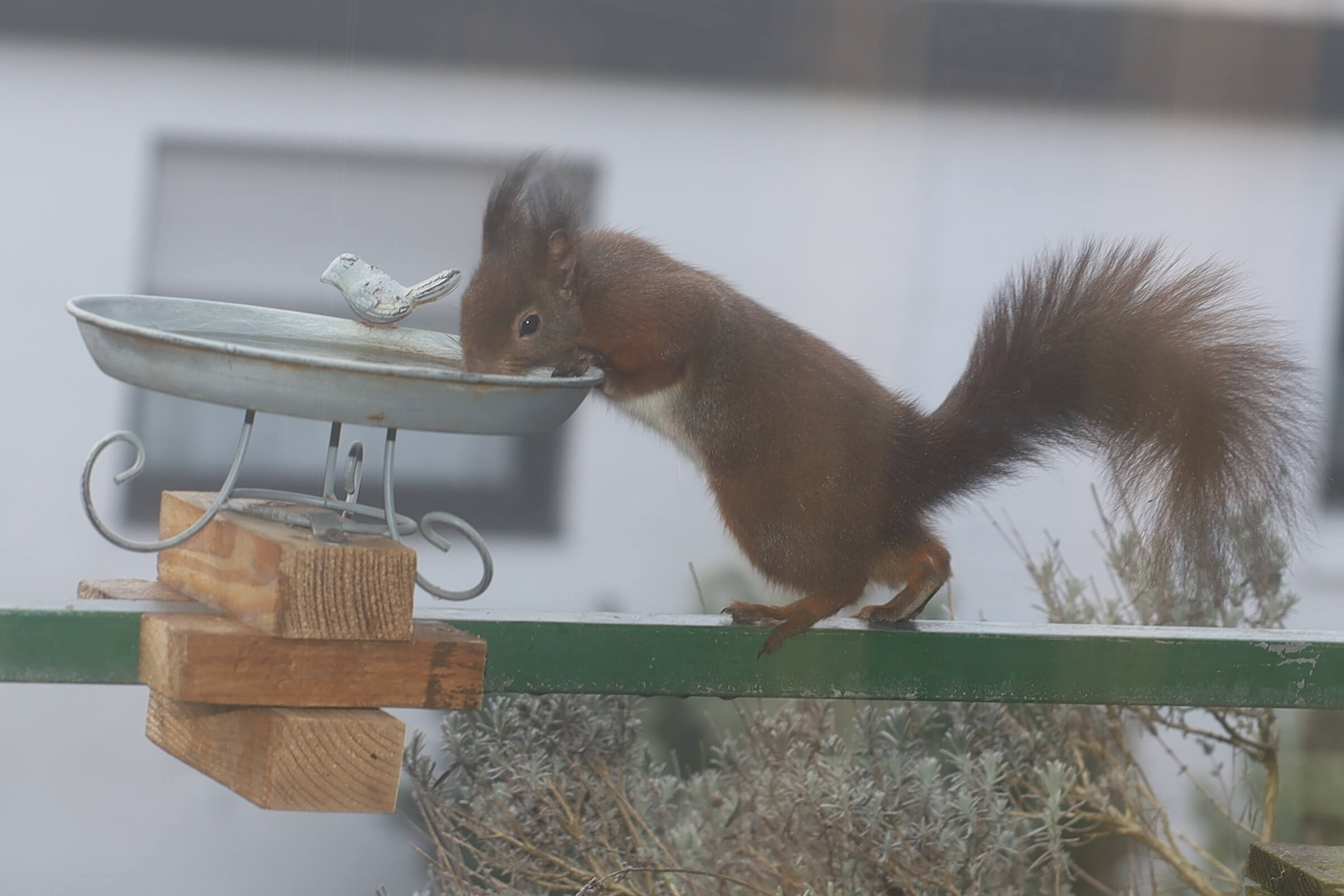 Eichhörnchen in den Garten locken