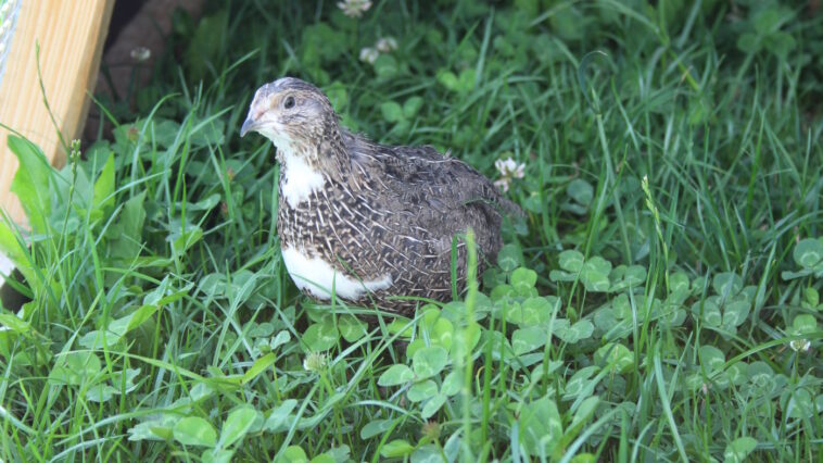Wachteln im Familiengarten halten