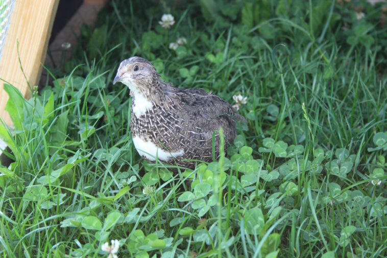 Wachteln im Familiengarten halten