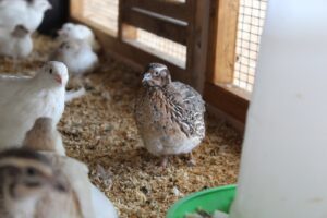 Wachteln im Familiengarten halten