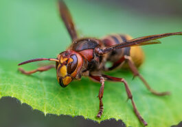 Wespen am Tisch, Hornissen im Garten: Regeln, Irrtümer und sinnvolle Maßnahmen