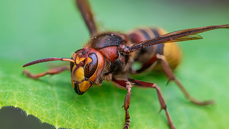 Wespen am Tisch, Hornissen im Garten: Regeln, Irrtümer und sinnvolle Maßnahmen