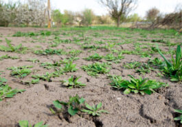 Klimafester Garten in der Schweiz: Wie private Gärten mit Hitze, Trockenheit und Starkregen umgehen können