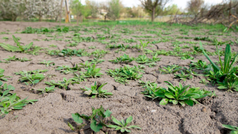 Klimafester Garten in der Schweiz: Wie private Gärten mit Hitze, Trockenheit und Starkregen umgehen können