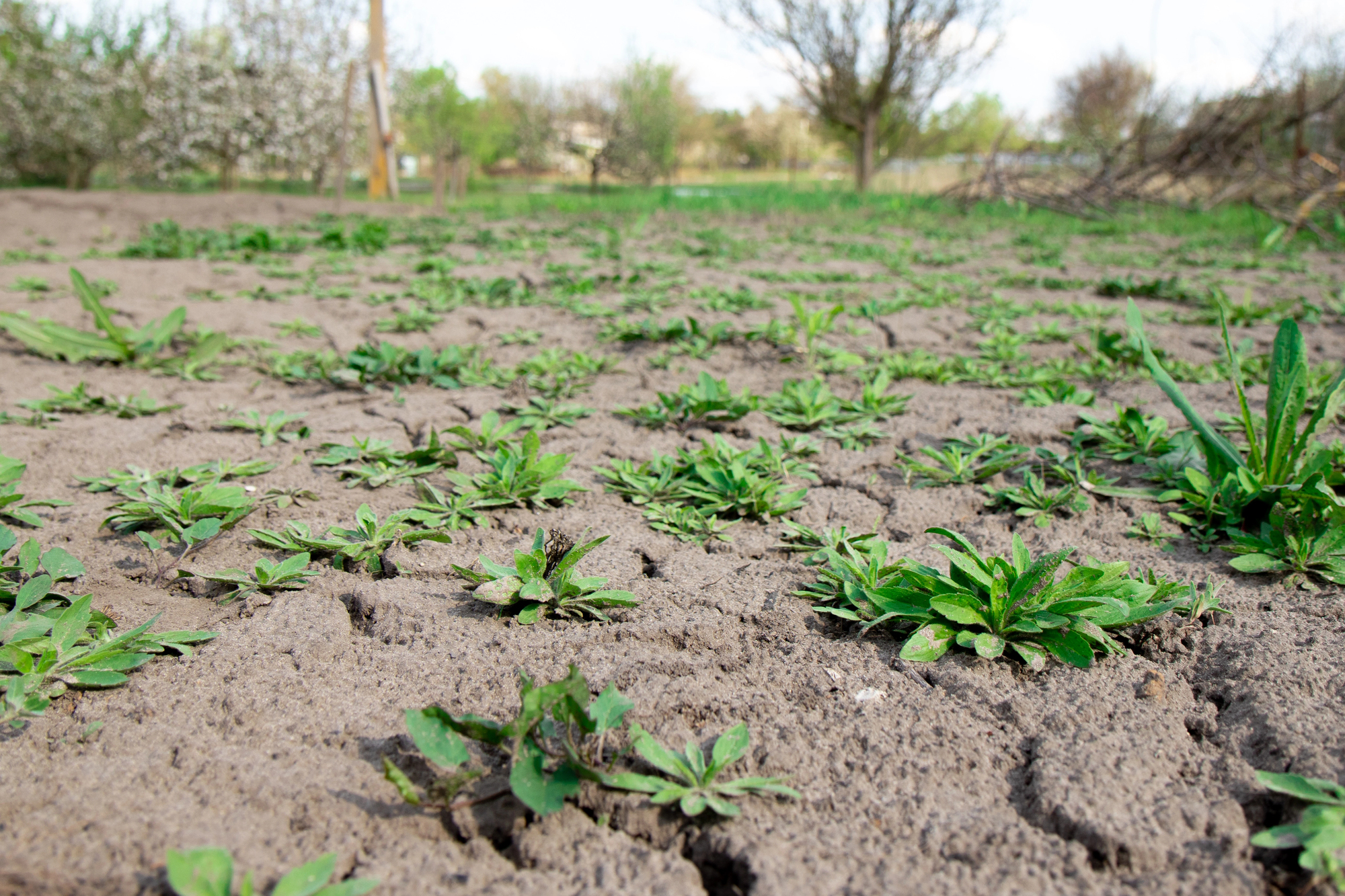 Klimafester Garten in der Schweiz: Wie private Gärten mit Hitze, Trockenheit und Starkregen umgehen können