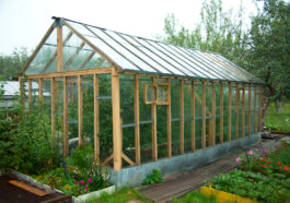 Mehr Licht ist nicht automatisch besser: Welche Rolle Plattenstärke, Lichtdurchlass und Stabilität im Gewächshaus spielen