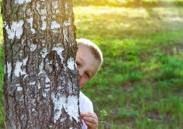Wie der richtige Baum den Charakter eines Gartens prägt