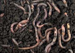 Warum Mikroorganismen für einen gesunden Garten unverzichtbar sind